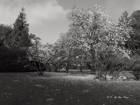 Le Bois des Moutiers (5) avril 2012
